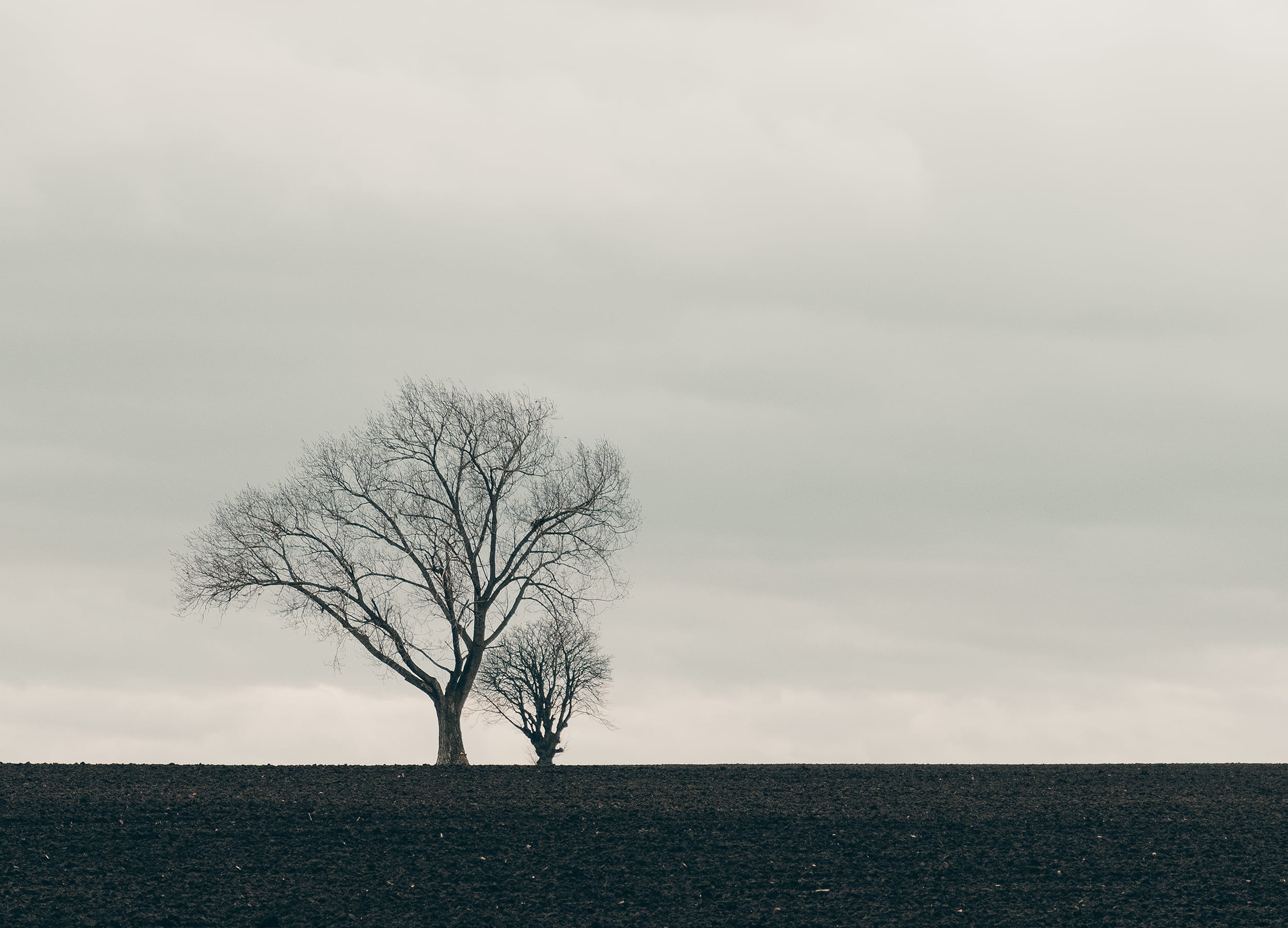 One large tree leaning over to protect a smaller one